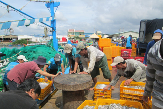 Phan Thiết: Tăng cường phòng, chống khai thác hải sản bất hợp pháp