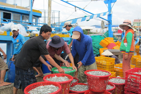 Phan Thiết: Sản lượng khai thác hải sản đạt 28.476 tấn