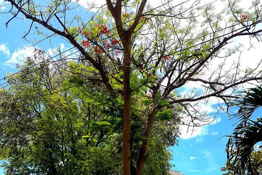 Những cây cao ven đường nguy cơ không an toàn mùa mưa bão