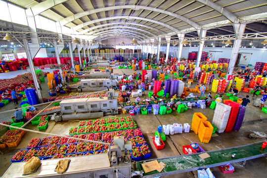 Mở rộng thị trường tiêu thụ cho thanh long Bình Thuận