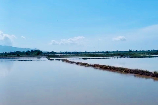 Bắc Bình: Khắc phục thiệt hại do mưa lớn làm hơn 40 ha lúa hè thu bị ngập