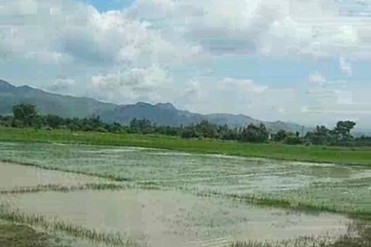 
Hàm Thuận Bắc:﻿ Mưa lớn gây ngập 50 ha lúa, ước thiệt hại 250 triệu đồng