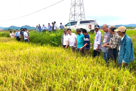 Tổng kết Dự án "Tuyên truyền vận động nông dân áp dụng canh tác lúa thân thiện với môi trường"