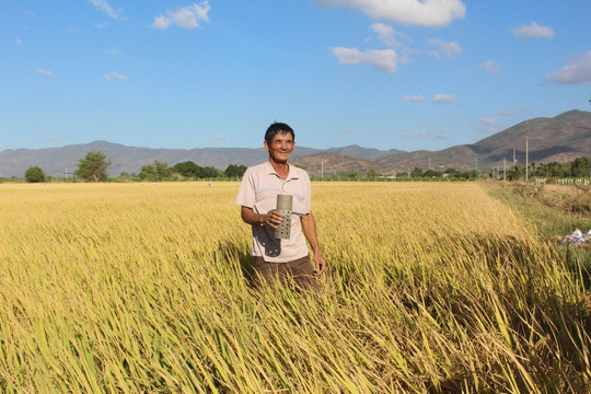 Thống nhất chủ trương cho huyện Tuy Phong mua lúa giống, vật tư