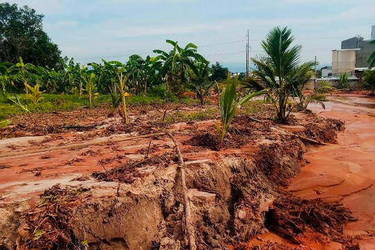 Bắc Bình:﻿ Sạt lở đất nông nghiệp do mưa lớn