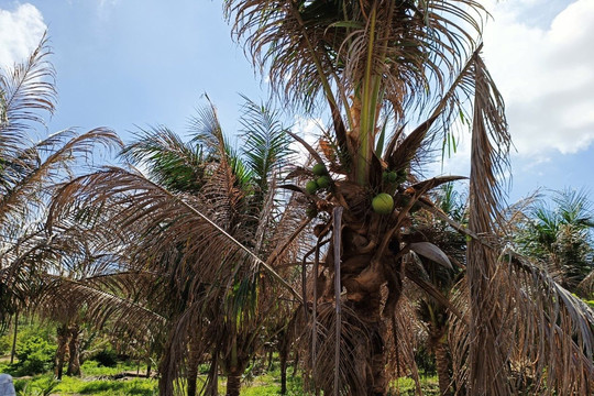 Thiện Nghiệp: Sâu tấn công lá dừa làm chết cây