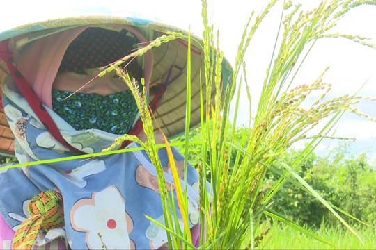Hàm Thuận Bắc: Lúa ma xuất hiện trên nhiều diện tích lúa vụ hè thu