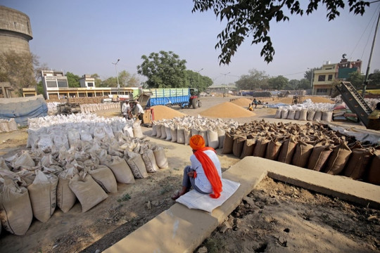 Ấn Độ cấm xuất khẩu nhiều loại gạo do lo ngại thiếu sản lượng
