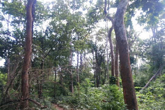 Hàm Thuận Bắc: Nhiều trăn trở trong giao khoán bảo vệ rừng