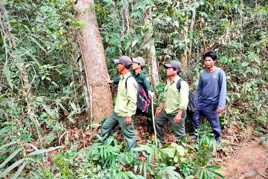 Giải quyết khó khăn chậm chi trả kinh phí khoán bảo vệ rừng