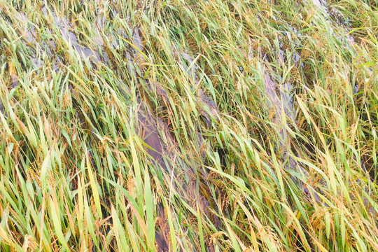 Đức Linh, Hàm Thuận Bắc:﻿ Trên 1.100 ha sản xuất nông nghiệp bị ngập úng, ngã đổ do mưa lũ