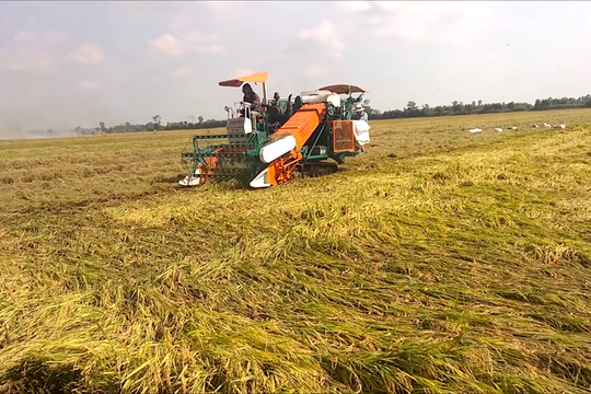 Hàm Thuận Bắc: Khẩn trương thu hoạch lúa bị ngập lụt sau lũ