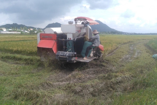 Tánh Linh: Thu hoạch lúa hè thu sớm sau ngập lụt