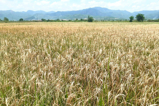 Bắc Bình: Xác định nguyên nhân sâu đục thân gây hại nặng trên lúa