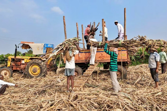 Ấn Độ lần đầu tiên sau 7 năm sẽ cấm xuất khẩu đường
