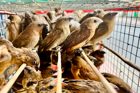 Khuyến cáo người dân không mua bán chim hoang dã để phóng sinh