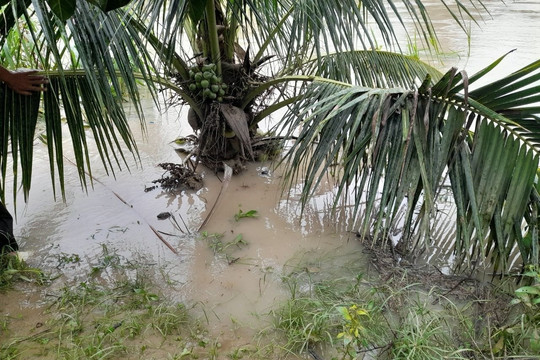 Tánh Linh:﻿ Hơn 3 ha cây trồng bị ngập do mưa lớn, ước thiệt hại 2,5 tỷ đồng