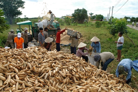 Hàm Thuận Nam: Chính sách đầu tư ứng trước thúc đẩy sản xuất ở đồng bào dân tộc thiểu số