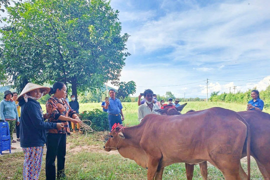 Trao bò sinh sản cho hộ nghèo xã Tân Tiến