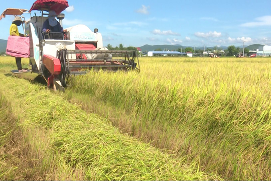 Hàm Thuận Bắc: Lúa được mùa, được giá nông dân phấn khởi