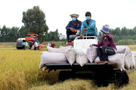 Xuất khẩu gạo của Việt Nam dự báo lập đỉnh 4,5 tỷ USD