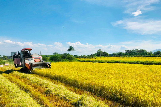 Giá lúa tăng cao, tạo sức bật cho ngành hàng lúa gạo?