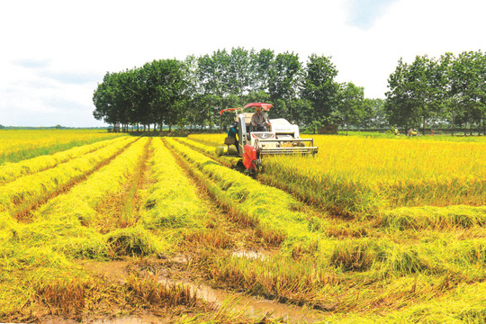 Phát triển vùng sản xuất lúa thương phẩm tập trung, chất lượng cao