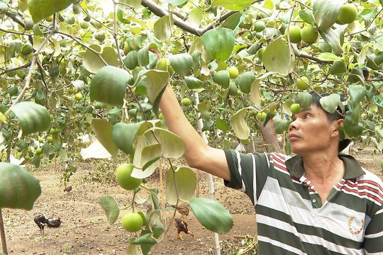  Phong Phú: Khởi sắc nhờ trồng táo giàn trong nhà màng