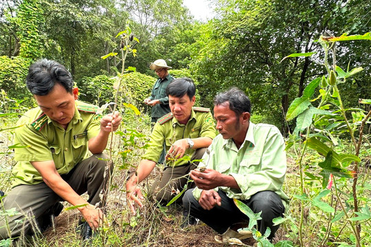 Nghiệm thu kết quả triển khai mô hình trồng cây dược liệu dưới tán rừng