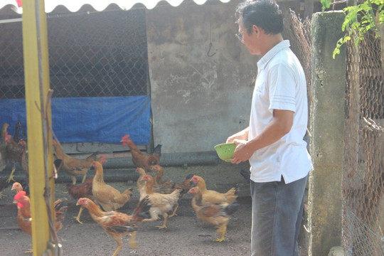 Thu nhập ổn định từ mô hình nuôi gà theo hướng an toàn sinh học