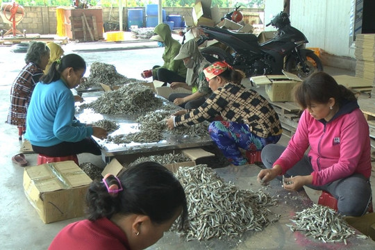 Sơ chế cá cơm – công việc thu hút lao động địa phương