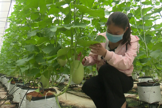 Thuận Hòa: Các trang trại dưa lưới mang lại hiệu quả