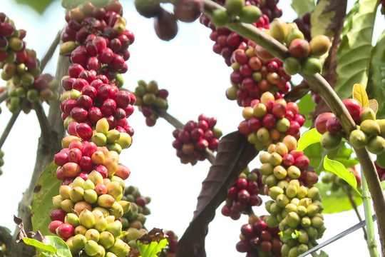 Giá cà phê tăng, nông dân Đa Mi thu lãi cao