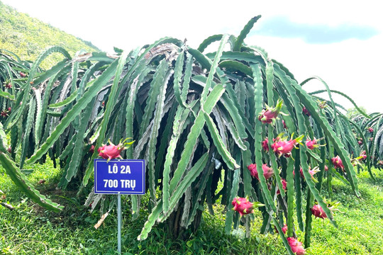 Bình Thuận phát triển chuỗi giá trị ngành hàng thanh long bền vững