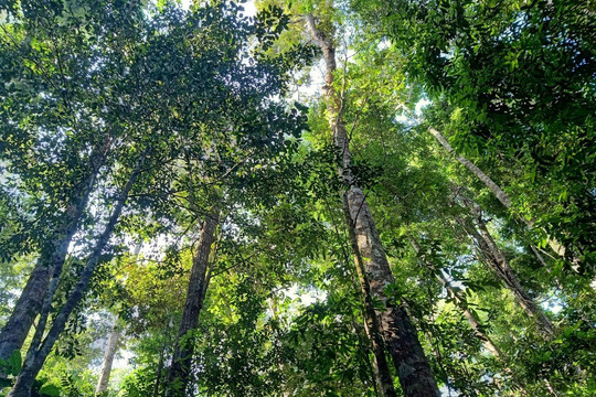 Nhiều chuyển biến tích cực trong bảo vệ và phát triển rừng