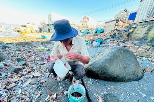 “Săn”… dời biển!