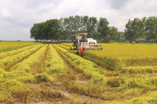 Kết luận của Ban Chấp hành Đảng bộ tỉnh: Phát triển ngành nông nghiệp tương xứng với vai trò, vị trí là 1 trong 3 trụ cột kinh tế của tỉnh