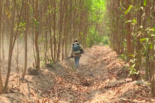 Hàm Thuận Bắc: Chủ động phòng, chống cháy rừng cao điểm mùa khô