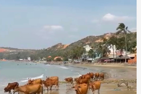 Không nên thả bò trên bãi biển du lịch