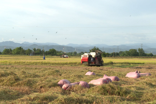 Hàm Thuận Bắc: Trà lúa đông xuân thu hoạch sau cho năng suất tăng