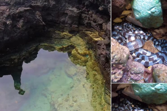 Xuất hiện nhiều hình ảnh các ổ rắn trên đảo Phú Quý khiến du khách hoang mang