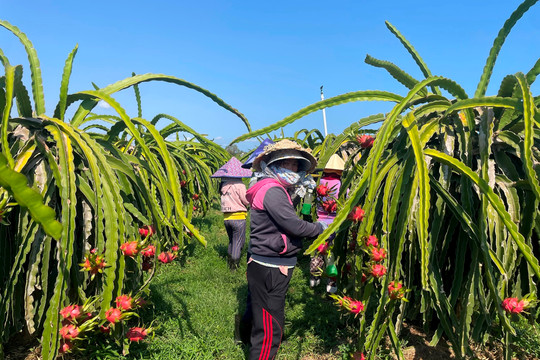 “Nhân rộng mô hình ứng dụng tiến bộ kỹ thuật, công nghệ sản xuất nông nghiệp giảm phát thải khí nhà kính tại Bình Thuận”
