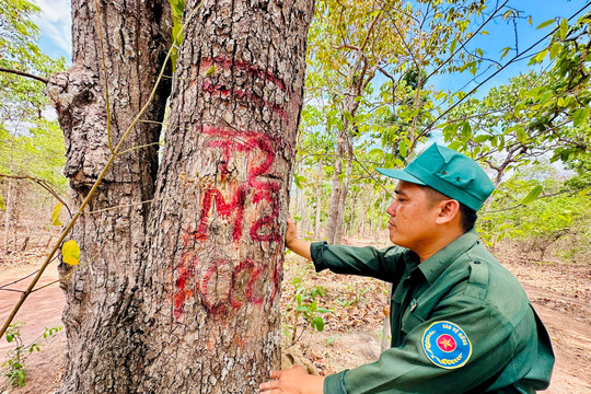 Hàm Thuận Nam: Ứng phó nguy cơ cháy rừng cấp cực kỳ nguy hiểm