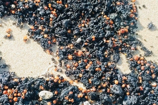 Phan Thiết: Khẩn trương thu gom, xử lý dầu vón cục trôi vào bờ biển tại Mũi Né