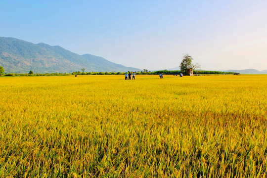 Hội nghị trực tuyến với các địa phương quy định về đất trồng lúa