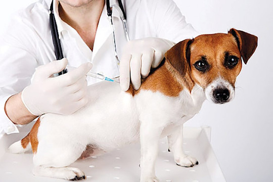 Hỗ trợ tiêm vắc xin bệnh dại miễn phí cho động vật