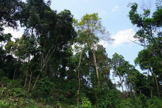 Tánh Linh: Ngăn chặn tình trạng phá rừng, lấn chiếm đất rừng trái phép