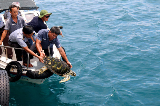 Binh Thuan: 3 rare turtles released back to the sea