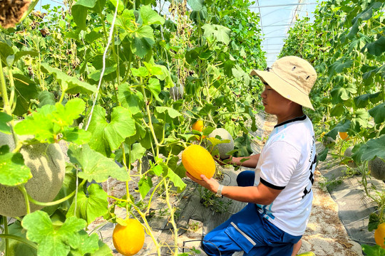 Tuy Phong: Tiên phong trồng dưa lưới công nghệ cao