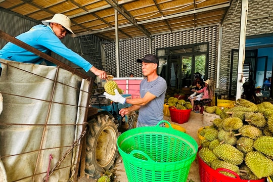 Để phát triển ngành hàng sầu riêng bền vững